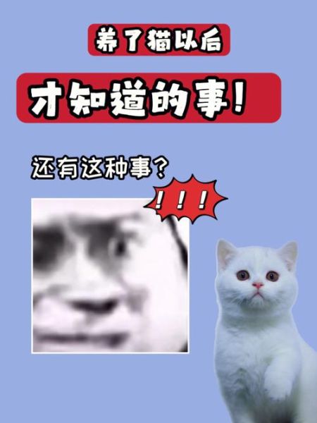 喵态(你需要知道的那些事儿)