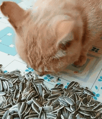 嗑瓜子的猫(它们嗑瓜子是聪明还是笨呢)