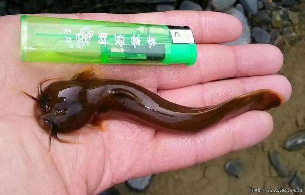 噬鱼蛇(它跟水王蛇有什么区别)
