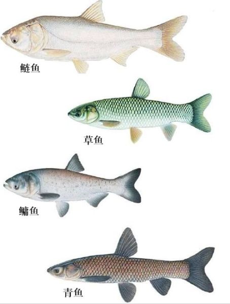 四大家鱼(它们在自然界里都长什么样)