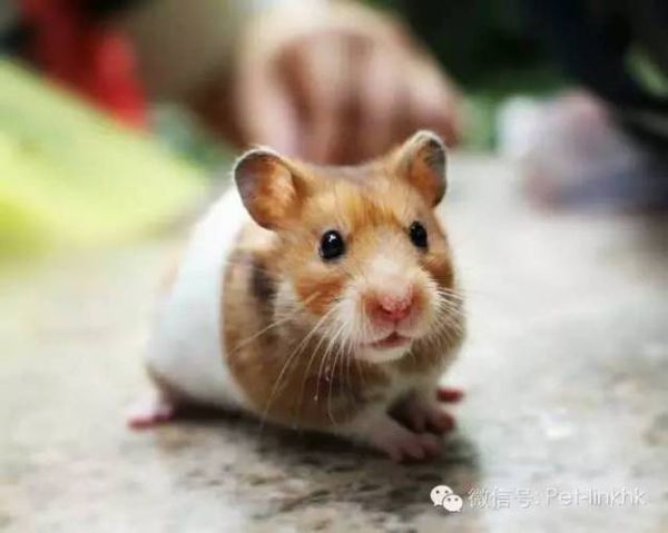 团鼠(年龄和毛发颜色有关系吗)