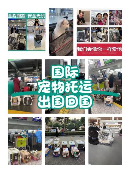 国际宠物托运( 哪个航空公司更划算)