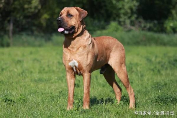 土佐犬(为什么还有人敢养它)