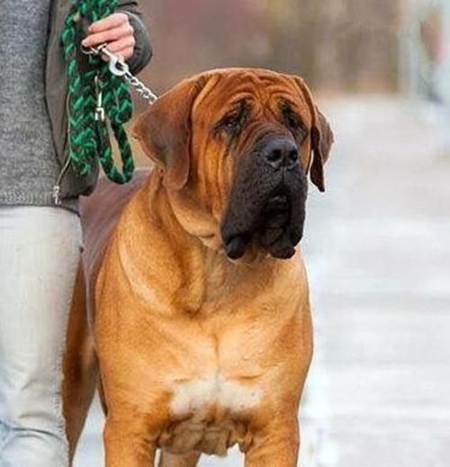 土佐犬(为什么还有人敢养它)