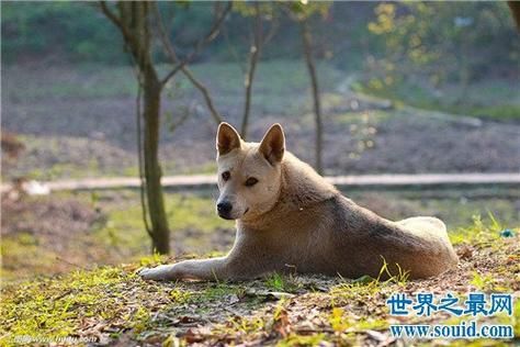 土狗( 为什么村子里很难见到年纪大的土狗)