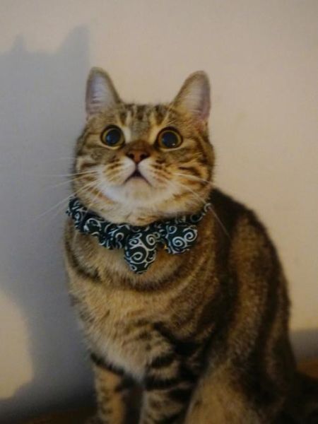 土猫(养了之后你会不会后悔)