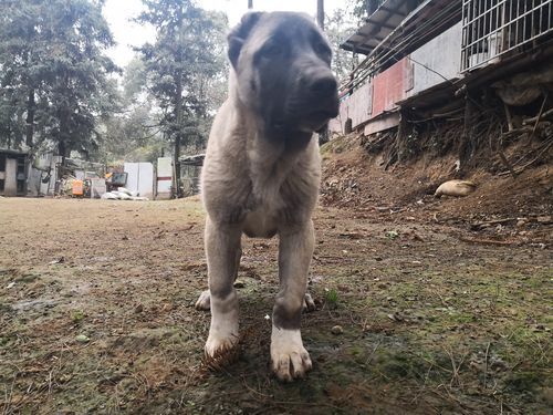 土耳其坎高犬(它到底厉害在哪)