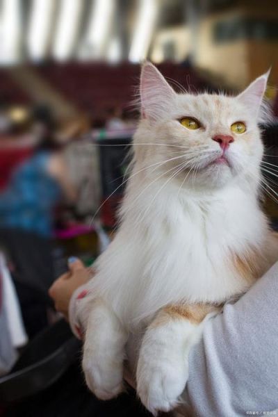 土耳其安卡拉猫(它们喜欢被摸吗)