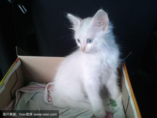 土耳其安哥拉猫( 会不会经常掉毛)