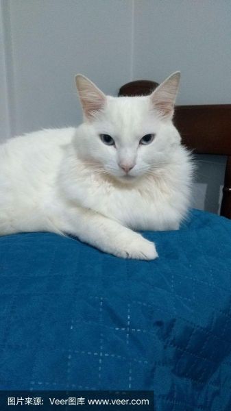 土耳其安哥拉猫( 会不会经常掉毛)