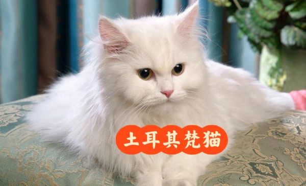 土耳其梵猫(它是怎么成为游泳猫的)