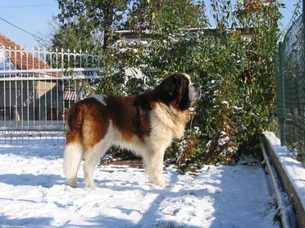 圣伯纳幼犬(怎么才能养好它)