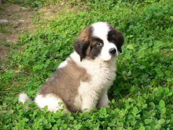 圣伯纳幼犬(怎么才能养好它)