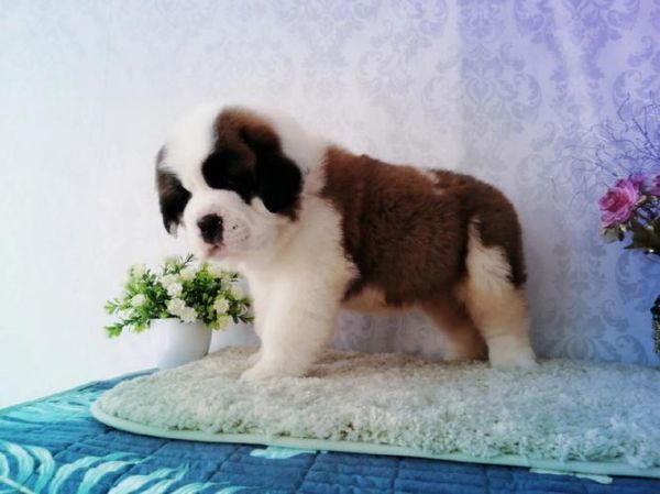 圣伯纳犬(养它会很费钱吗)