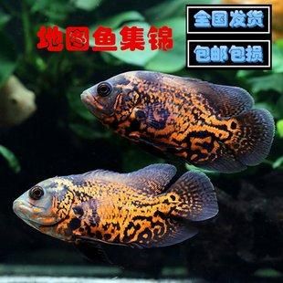 地图鱼价格(10块能买到吗)