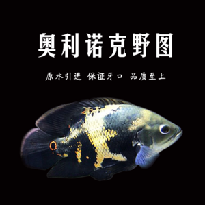 地图鱼价格(10块能买到吗)