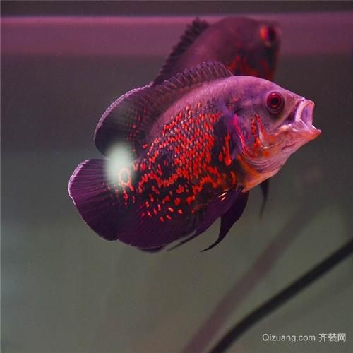 地图鱼吧( 繁殖地图鱼需要注意什么)