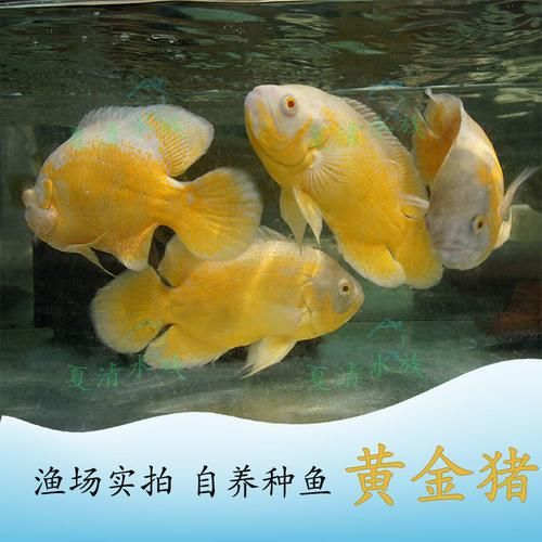 地图鱼图片(到底是图丽鱼还是猪仔鱼)