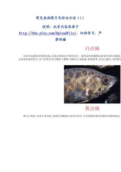 地图鱼常见病(怎么才能让它恢复健康)