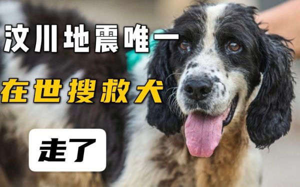 地震搜救犬全部处死(我们还会讲给下一代听吗)