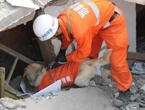 地震搜救犬全部处死(我们还会讲给下一代听吗)