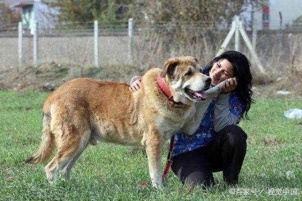 坎高犬( 它们到底吃多少才够)