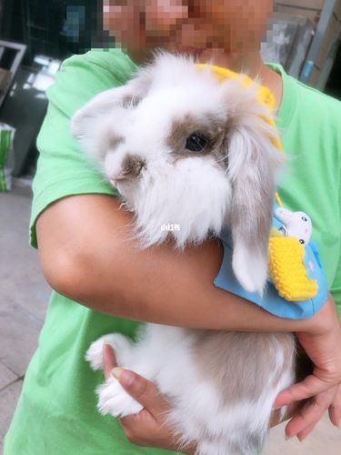 垂耳兔的饲养方法(怎么洗才不会让它感冒)
