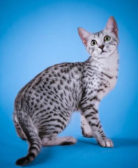 埃及猫(是最好的宠物伴侣)