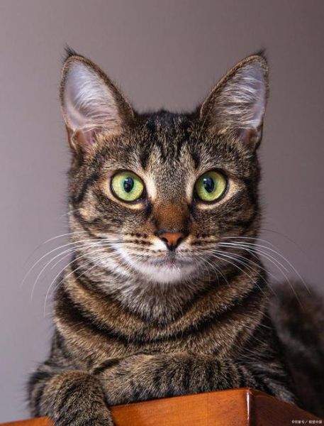 埃及猫的传说(它们身上隐藏着哪些不为人知的秘密)