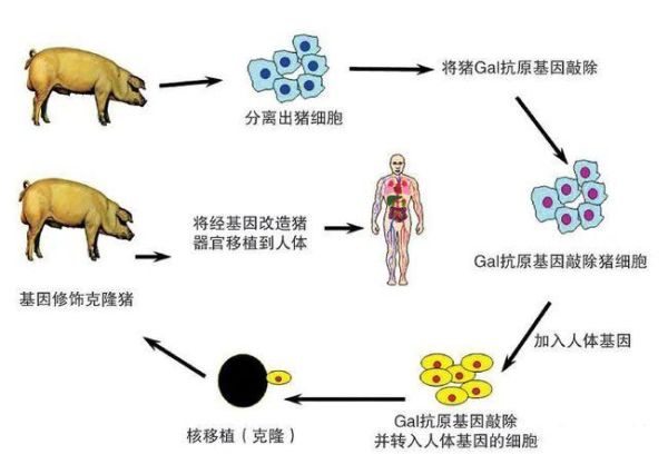 基因变异猪(会成为人类的新朋友吗)
