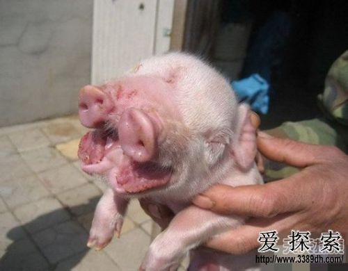 基因变异猪(会成为人类的新朋友吗)