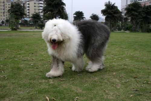 多乐士广告狗(还是记得它代言的油漆)