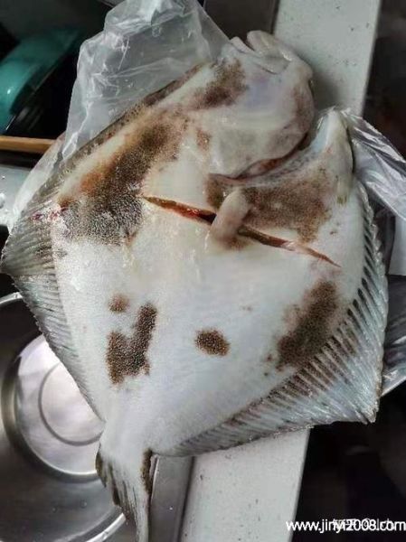 多宝鱼图片(买回来怎么处理)