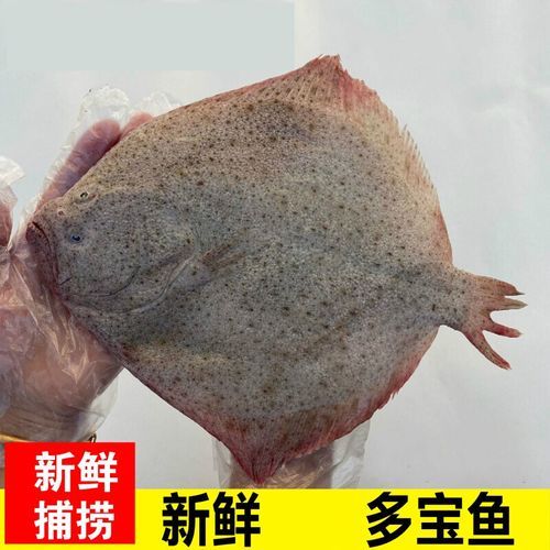 多宝鱼多少钱一斤( 哪里的价格最便宜)