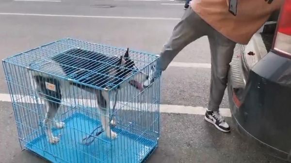 多格儿宠物托运(多格儿会照顾好我的宝贝吗)