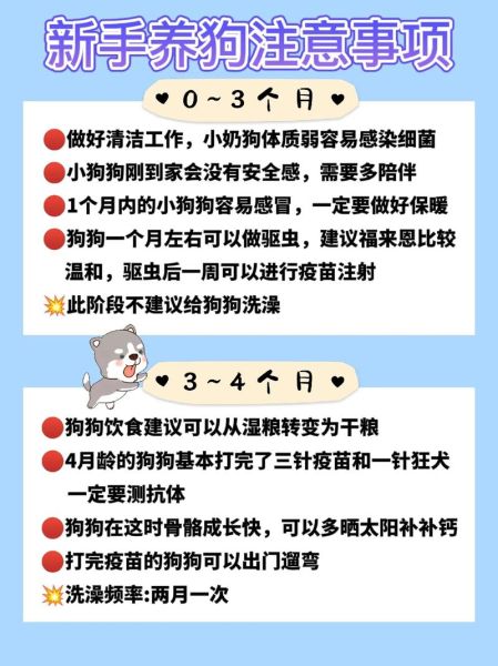 够狗(每个阶段都有什么需要注意的)