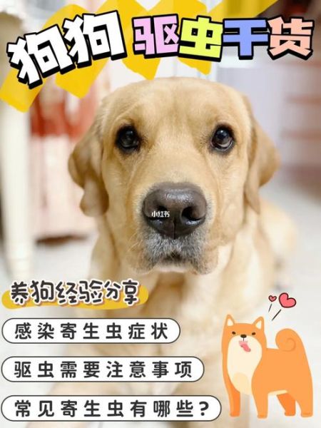 够狗(每个阶段都有什么需要注意的)