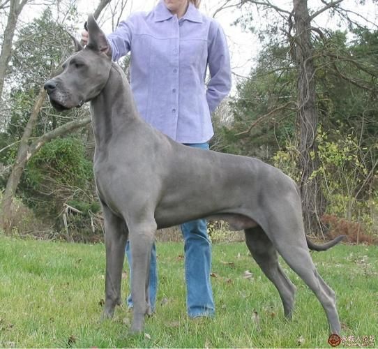 大丹犬性格(性格真的会很温顺吗)