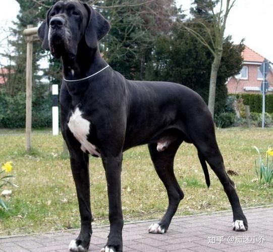 大丹犬性格(性格真的会很温顺吗)