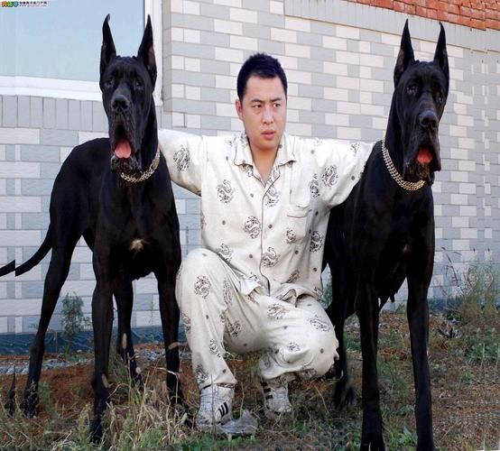 大丹犬舍(哪家犬舍最靠谱)