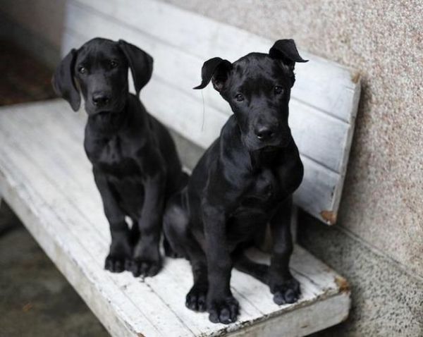 大丹犬舍(哪家犬舍最靠谱)