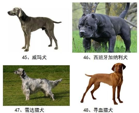 大型宠物狗品种大全(哪个品种最难养)