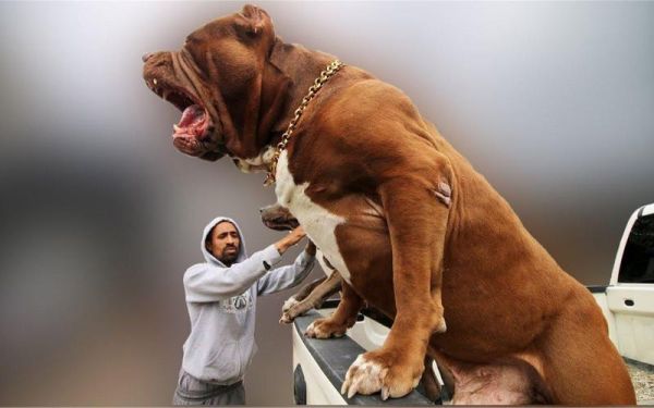 大型犬(真的需要特别注意安全吗)