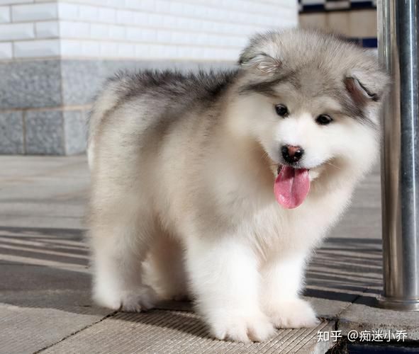 大型犬(真的需要特别注意安全吗)