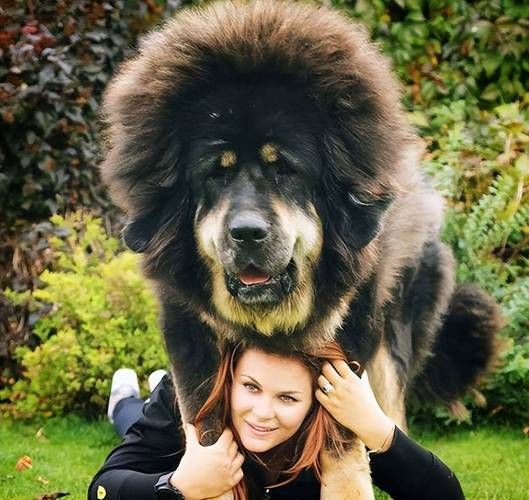 大型犬图片( 它们真的可以当马骑吗)