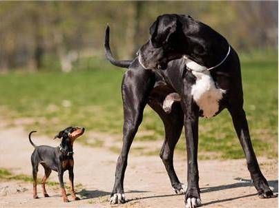 大型犬图片( 它们真的可以当马骑吗)