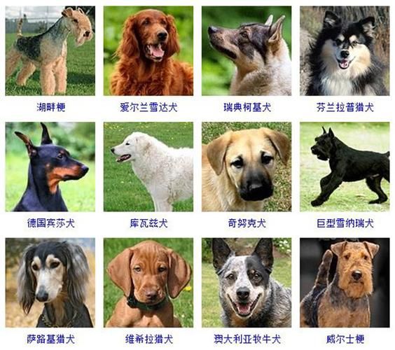 大型犬排名(哪个品种更适合你)