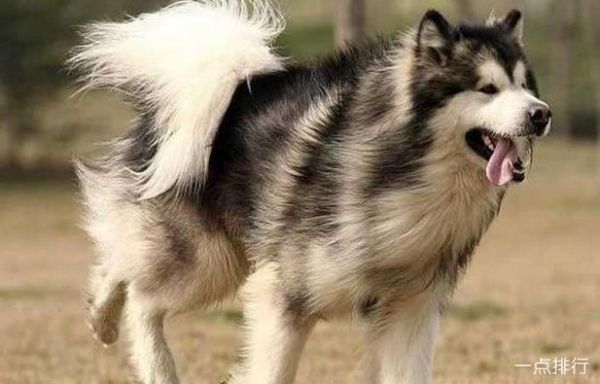 大型犬种类(它们真的适合当宠物吗)
