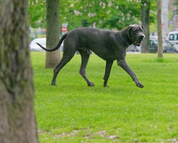 大型犬类(它们真的像你想的那样健康吗)