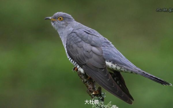 大杜鹃鸟(它为什么是鸟界的骗子)